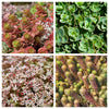 150 MIXED SEDUM Stonecrop Succulent Groundcover Red White Yellow Pink Purple Flower Seeds