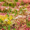 150 MIXED SEDUM Stonecrop Succulent Groundcover Red White Yellow Pink Purple Flower Seeds