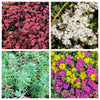 150 MIXED SEDUM Stonecrop Succulent Groundcover Red White Yellow Pink Purple Flower Seeds