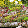 150 MIXED SEDUM Stonecrop Succulent Groundcover Red White Yellow Pink Purple Flower Seeds