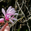 5 LOEBNER MAGNOLIA Loebneri TREE Shrub Seeds - Cross of M Stellata & Kobus - Fragrant Pink White Huge 3 - 5" Wide Flowers