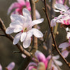 5 LOEBNER MAGNOLIA Loebneri TREE Shrub Seeds - Cross of M Stellata & Kobus - Fragrant Pink White Huge 3 - 5" Wide Flowers
