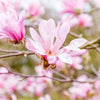 5 LOEBNER MAGNOLIA Loebneri TREE Shrub Seeds - Cross of M Stellata & Kobus - Fragrant Pink White Huge 3 - 5" Wide Flowers