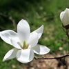 10 KOBUS MAGNOLIA TREE aka Japanese Magnolia or Kobushi - White Pink 4" Fragrant Flower Seeds