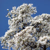 10 KOBUS MAGNOLIA TREE aka Japanese Magnolia or Kobushi - White Pink 4" Fragrant Flower Seeds