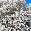 10 KOBUS MAGNOLIA TREE aka Japanese Magnolia or Kobushi - White Pink 4" Fragrant Flower Seeds