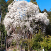10 KOBUS MAGNOLIA TREE aka Japanese Magnolia or Kobushi - White Pink 4" Fragrant Flower Seeds