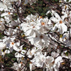 10 SWEETBAY MAGNOLIA Virginiana TREE Shrub Native Sweet Bay, White Bay, Laurel Magnolia - White 3" Fragrant Flower Seeds