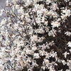 10 SWEETBAY MAGNOLIA Virginiana TREE Shrub Native Sweet Bay, White Bay, Laurel Magnolia - White 3" Fragrant Flower Seeds