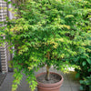 20 GREEN JAPANESE MAPLE Tree Ornamental Acer Palmatum Palmate Maple Yellow Fall Color Red Flower Seeds