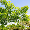 20 GREEN JAPANESE MAPLE Tree Ornamental Acer Palmatum Palmate Maple Yellow Fall Color Red Flower Seeds