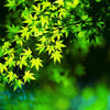 20 GREEN JAPANESE MAPLE Tree Ornamental Acer Palmatum Palmate Maple Yellow Fall Color Red Flower Seeds