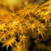 20 GREEN JAPANESE MAPLE Tree Ornamental Acer Palmatum Palmate Maple Yellow Fall Color Red Flower Seeds