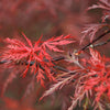 10 Red Dwarf Japanese LACELEAF MAPLE Tree Lace Blood Acer Palmatum Atropurpureum Dissectum Shrub Seeds