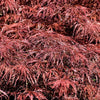 10 Red Dwarf Japanese LACELEAF MAPLE Tree Lace Blood Acer Palmatum Atropurpureum Dissectum Shrub Seeds