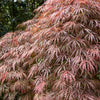 10 Red Dwarf Japanese LACELEAF MAPLE Tree Lace Blood Acer Palmatum Atropurpureum Dissectum Shrub Seeds