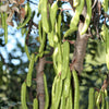 20 CAROB TREE Saint John's Bread Ceratonia Siliqua Evergreen Edible Fruit Pods Legume Flowering Ornamental Tree Seeds