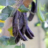 20 CAROB TREE Saint John's Bread Ceratonia Siliqua Evergreen Edible Fruit Pods Legume Flowering Ornamental Tree Seeds
