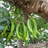 20 CAROB TREE Saint John's Bread Ceratonia Siliqua Evergreen Edible Fruit Pods Legume Flowering Ornamental Tree Seeds