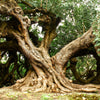 20 CAROB TREE Saint John's Bread Ceratonia Siliqua Evergreen Edible Fruit Pods Legume Flowering Ornamental Tree Seeds