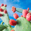 10 Orange PRICKLY PEAR CACTUS Nopal Indian Fig Opuntia Ficus-Indica Fruit Flower Seeds