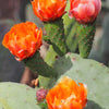 10 Orange PRICKLY PEAR CACTUS Nopal Indian Fig Opuntia Ficus-Indica Fruit Flower Seeds