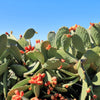 10 Orange PRICKLY PEAR CACTUS Nopal Indian Fig Opuntia Ficus-Indica Fruit Flower Seeds