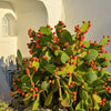10 Orange PRICKLY PEAR CACTUS Nopal Indian Fig Opuntia Ficus-Indica Fruit Flower Seeds