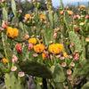 10 Orange PRICKLY PEAR CACTUS Nopal Indian Fig Opuntia Ficus-Indica Fruit Flower Seeds