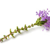40 CONEHEAD THYME Thymus Capitatus syn. Thymbra Capitata Mediterranean aka Spanish Oregano Persian Hyssop Herb Purple Flower Seeds
