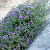40 CONEHEAD THYME Thymus Capitatus syn. Thymbra Capitata Mediterranean aka Spanish Oregano Persian Hyssop Herb Purple Flower Seeds