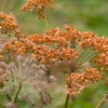 100 Organic BRONZE FENNEL Foeniculum Vulgare Purpureum Herb Bronze Foliage Yellow Flower Seeds