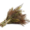 100 Organic BRONZE FENNEL Foeniculum Vulgare Purpureum Herb Bronze Foliage Yellow Flower Seeds