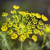 100 Organic BRONZE FENNEL Foeniculum Vulgare Purpureum Herb Bronze Foliage Yellow Flower Seeds