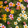 100 Mixed Colors FALSE BABYSTARS Showy Lianthus Leptosiphon Androsaceus Red Pink Purple White Yellow Orange Flower Seeds