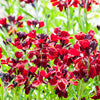 100 Mixed Colors FALSE BABYSTARS Showy Lianthus Leptosiphon Androsaceus Red Pink Purple White Yellow Orange Flower Seeds