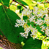 20 SILKY DOGWOOD Shrub Cornus Amomum syn. Coerulea Swida aka Kinnikinnik & Red Willow White Flower Silver Blue Berry Seeds