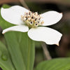 15 WESTERN BUNCHBERRY Alaskan Dogwood Canadian Cornus Unalaschkensis White Sun or Shade Groundcover Flower Edible Red Berry Herb Seeds