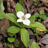 15 WESTERN BUNCHBERRY Alaskan Dogwood Canadian Cornus Unalaschkensis White Sun or Shade Groundcover Flower Edible Red Berry Herb Seeds