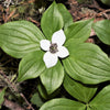 15 WESTERN BUNCHBERRY Alaskan Dogwood Canadian Cornus Unalaschkensis White Sun or Shade Groundcover Flower Edible Red Berry Herb Seeds