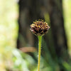 50 RAYLESS SUNFLOWER Helianthus Radula aka Pineland or Stiff Sunflower US Native Yellow Purple Brown Flower Seeds