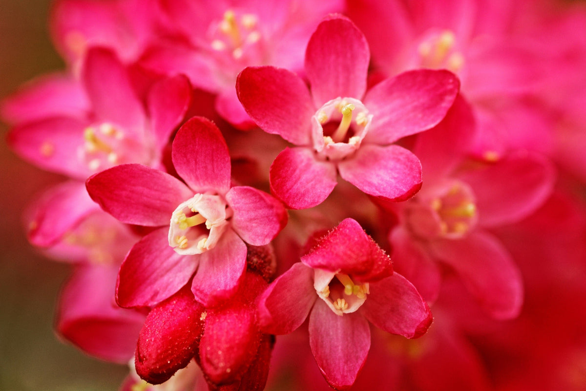 Red Flowering Currant Seeds – Ribes Sanguineum