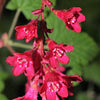 25 RED FLOWERING CURRANT Ribes Sanguineum aka Blood Currant Edible Fruit Blue Black Berries Shrub Seeds