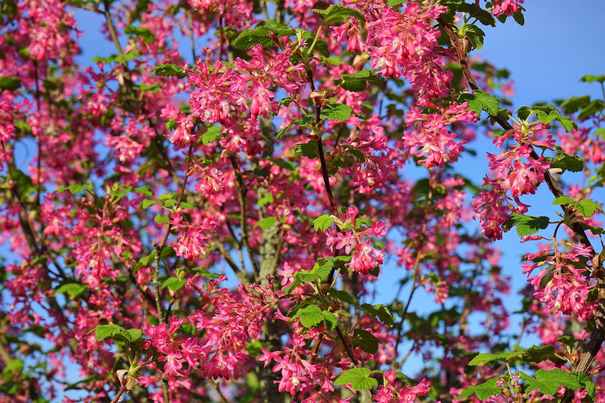 Red Flowering Currant Seeds – Ribes Sanguineum