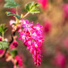 25 RED FLOWERING CURRANT Ribes Sanguineum aka Blood Currant Edible Fruit Blue Black Berries Shrub Seeds
