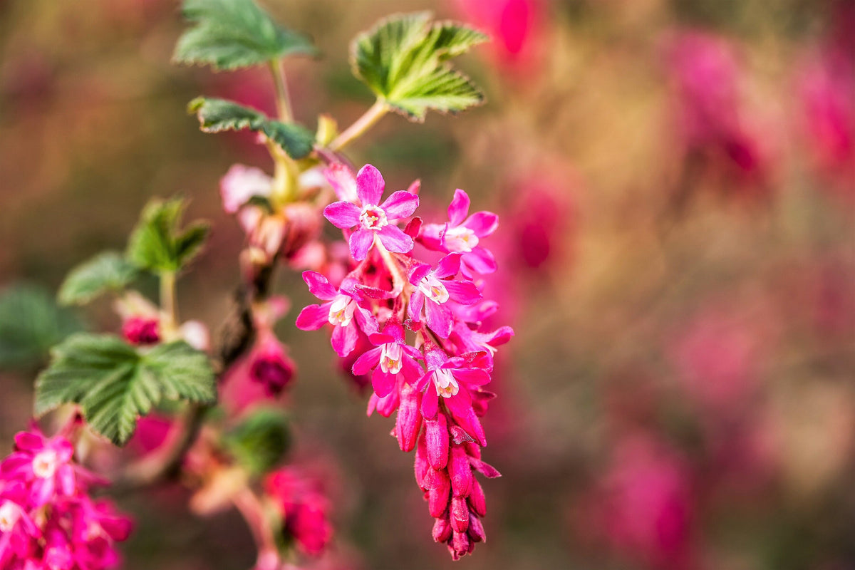 Red Flowering Currant Seeds – Ribes Sanguineum
