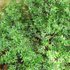20 TRUE MYRTLE Myrtus Communis aka Common & Sweet Myrtle Fragrant White Flower Edible Blue Berry Fruit Shrub Seeds