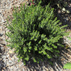 20 TRUE MYRTLE Myrtus Communis aka Common & Sweet Myrtle Fragrant White Flower Edible Blue Berry Fruit Shrub Seeds