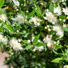 20 TRUE MYRTLE Myrtus Communis aka Common & Sweet Myrtle Fragrant White Flower Edible Blue Berry Fruit Shrub Seeds