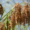 1000 WOOLGRASS Scirpus Cyperinus Wool Grass Teddybear Paws Woolsedge Cottongrass Bulrush Ornamental Wetland Grass Seeds